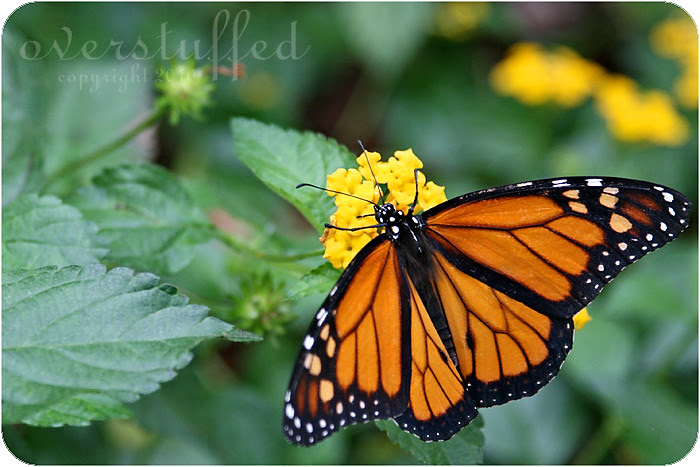 Monarch