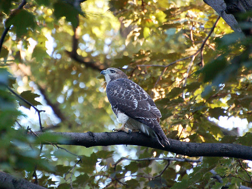Red-Tail Fledgling