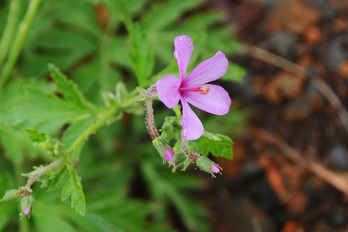 2012 05 19_Nélia Susana189