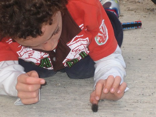 Duncan looking closely at a caterpillar