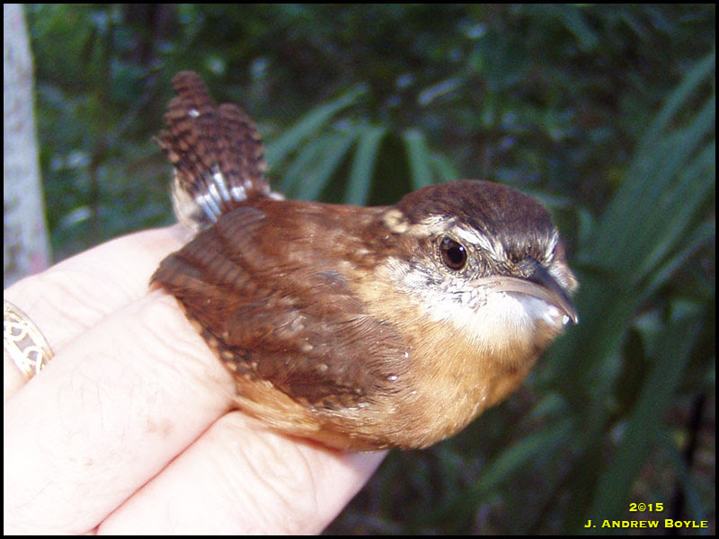 Carolina Wren Carolina Wren