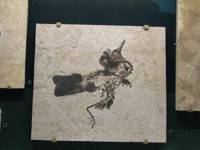 Eocene bird