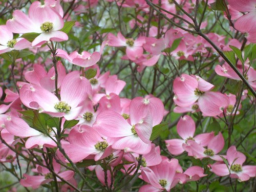 Dogwood 3