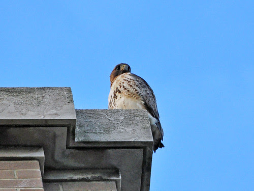 Hawk on the Hospital Roof