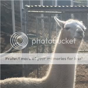 Napoleon Dynamite lookalike llama watches the adorable feeding frenzy