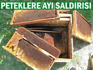 Çamlıhemşinde peteklere ayı saldırısı
