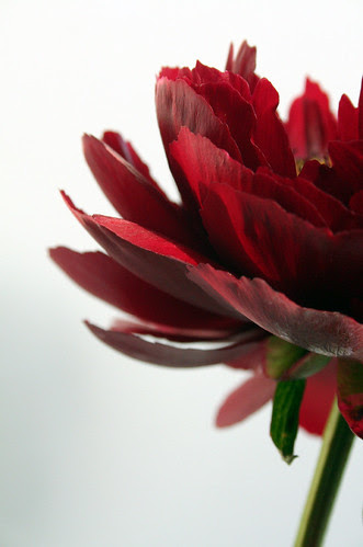 big red finally bloomed