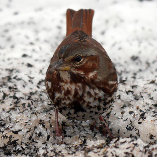 Ed Gaillard: birds &emdash; Fox Sparrow, Central Park