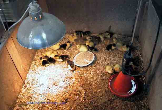 poultry_brooder