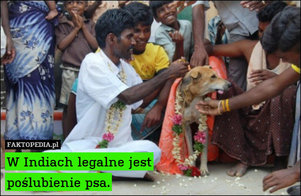 W Indiach legalne jest
poślubienie – W Indiach legalne jest
poślubienie psa. 