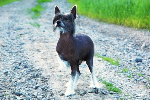 min dejlige hund Krokus.
Da er blogg livet sat i gang, mit eneste nytårsfortsæt, og nå begynder vi :)jeg håber der er mange som vil følge mig her og nyte og at mine fejl, mangler goder og gåder, og op og nedture :D
<3-lig velkommen til mit liv
