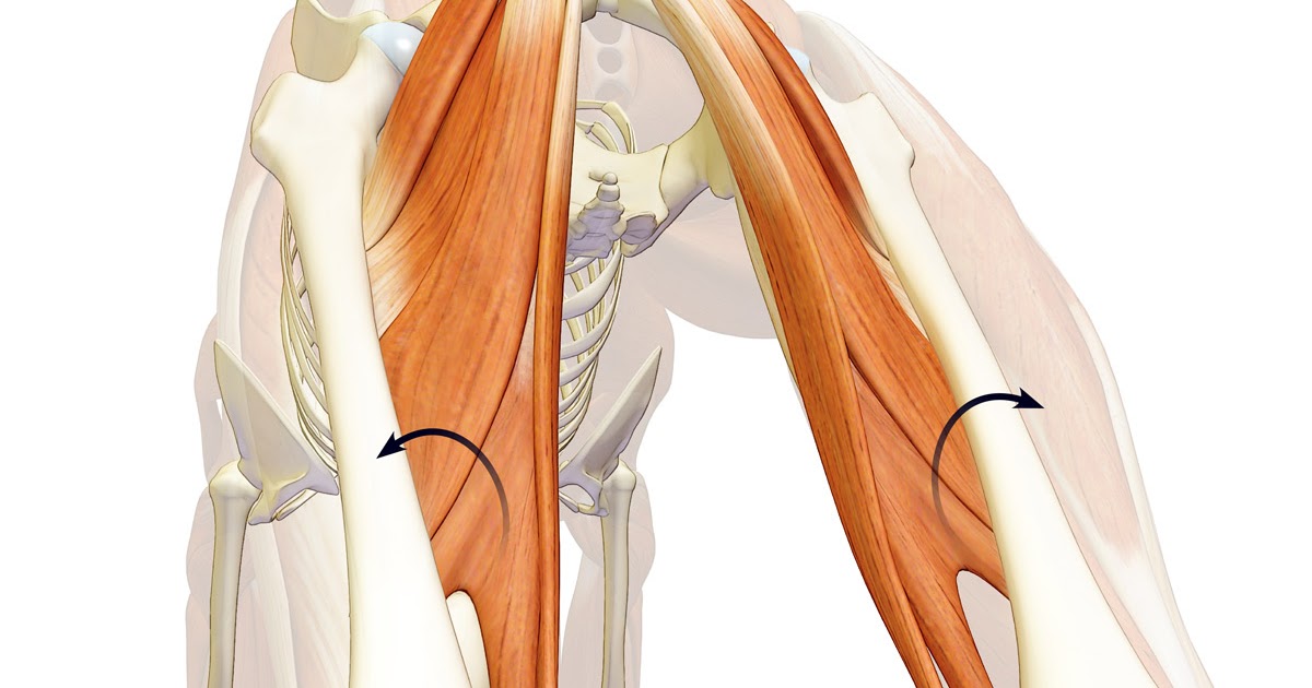 The Daily Bandha: Your Glutes in Backbends: Part I