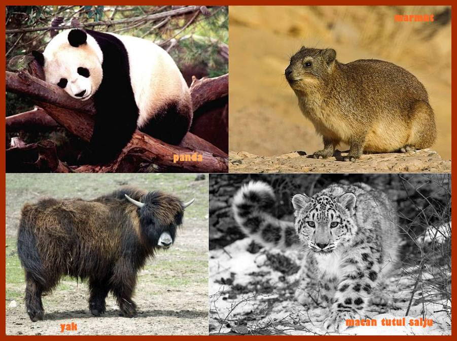 56 Gambar Flora Dan Fauna Di Negara Mesir
