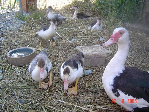 ducks and ducklings at Helmer's Organic farm