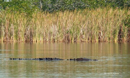 Croc floating in NineMile