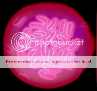 arte digitale fotografia picasa batterio virus