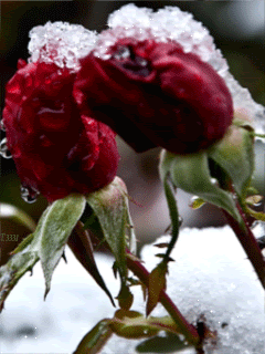 Бутоны роз в снегу