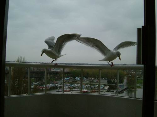 Dancing seagulls