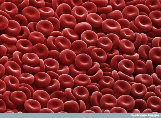 Glóbulos Vermelhos MEV