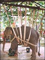 Motala's sling attached to crane