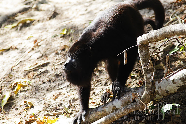 Baboon