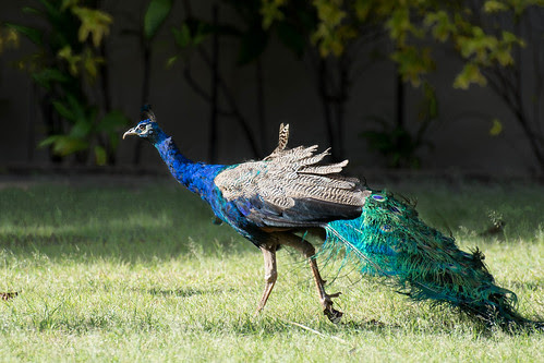 peacock