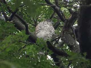 鳳頭蒼鷹/無限台南