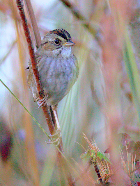 Swamp Sparrow PICASA 2-20131204