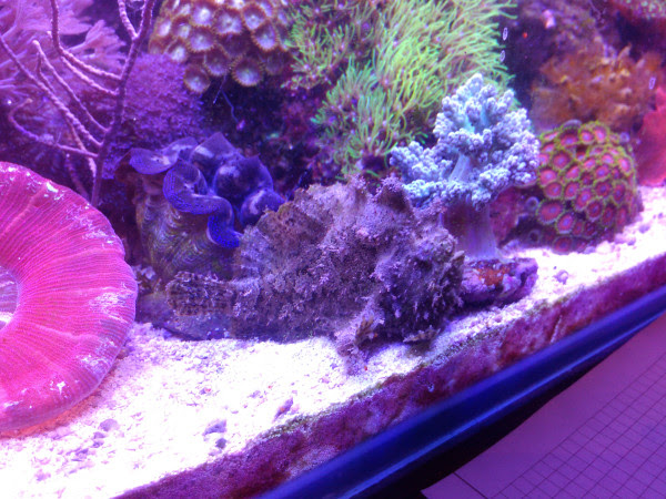 frogfish_1 frogfish_1