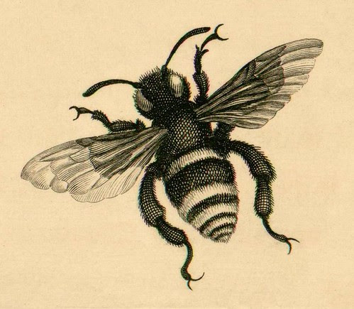 Surinam - bee