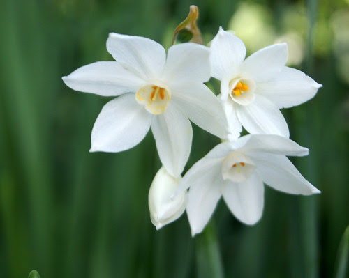 Flors blanques