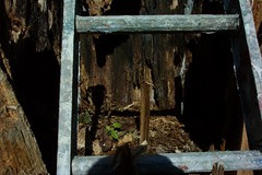 The Tree Cavity