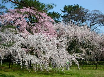 kyoto gosho imperial palace