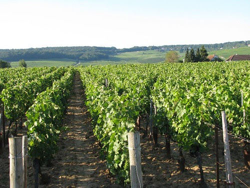 Champagne vineyards near Epernay, France by makingamark2
