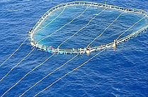 Tuna net refugees 2007