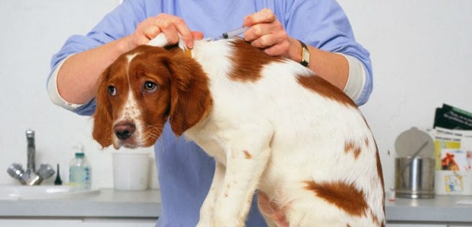 ¿Cuáles son las vacunas para perros cachorros obligatorias?