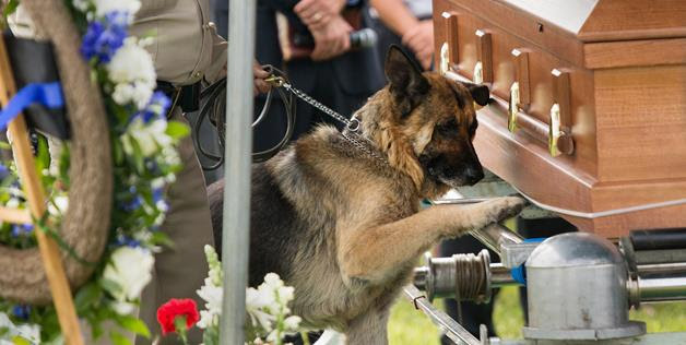 perierga.gr - Συγκινητική φωτογραφία σκύλου στην κηδεία του αφεντικού του!