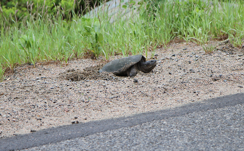 turtle laying