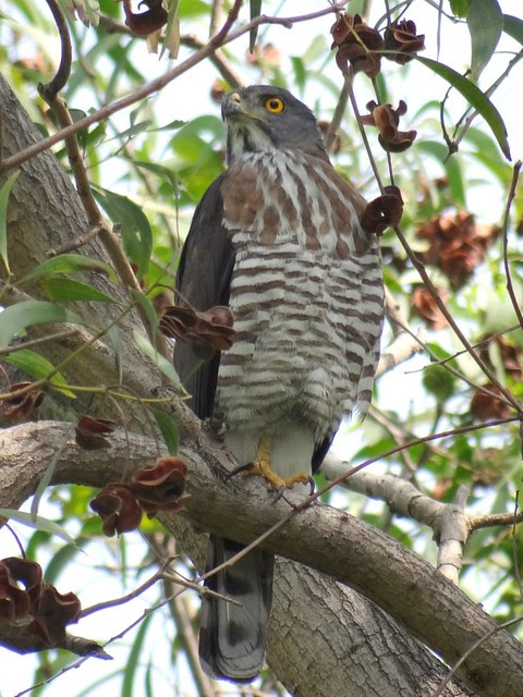 鳳頭蒼鷹/無限台南