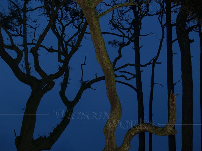 Twisted Trees in Twilight at Hunting Island State Park, SC