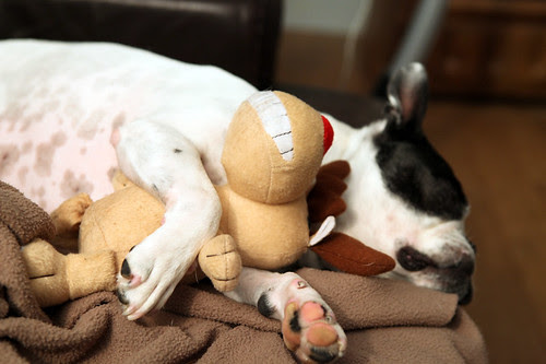 a dog's life