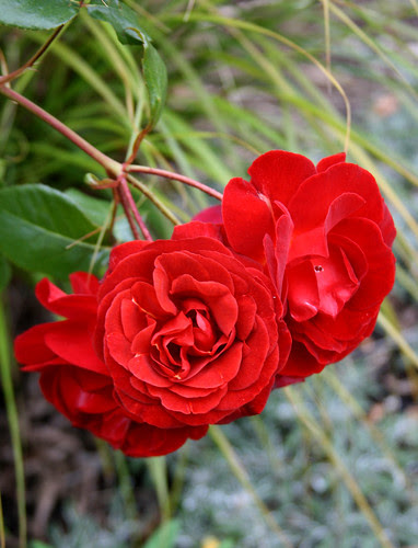 rosa brown velvet