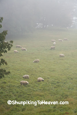 Sheep in the Foggy Meadow, Richland County, Wisconsin