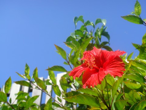 元のフリー素材 ハイビスカス 最高の花の画像