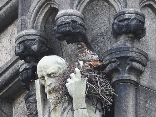 Isolde on Her Nest