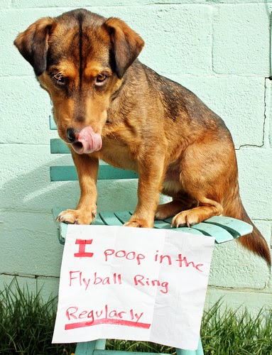 Pallo: "I poop in the flyball ring-- regularly"