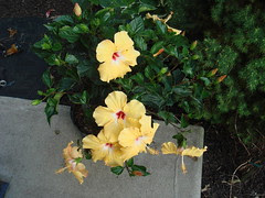 Hibiscus in bloom!  How many blooms do you see??