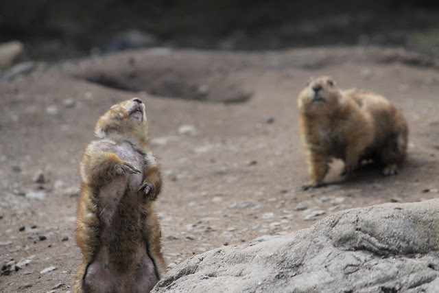 Black-tailed Prairie Dog