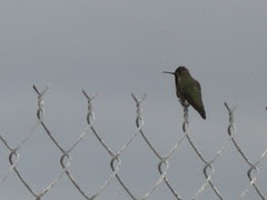 Hummingbird