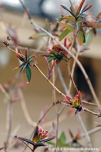Coral honeysuckle